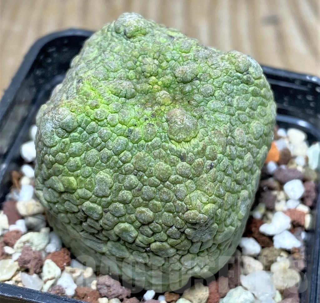 SHPR17404 Pseudolithos cubiformis - Image 3