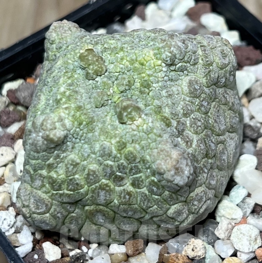 SHPR17344 Pseudolithos cubiformis - Image 2