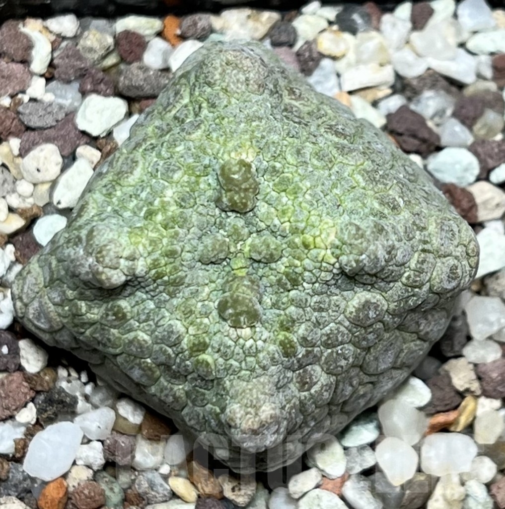 SHPR17344 Pseudolithos cubiformis