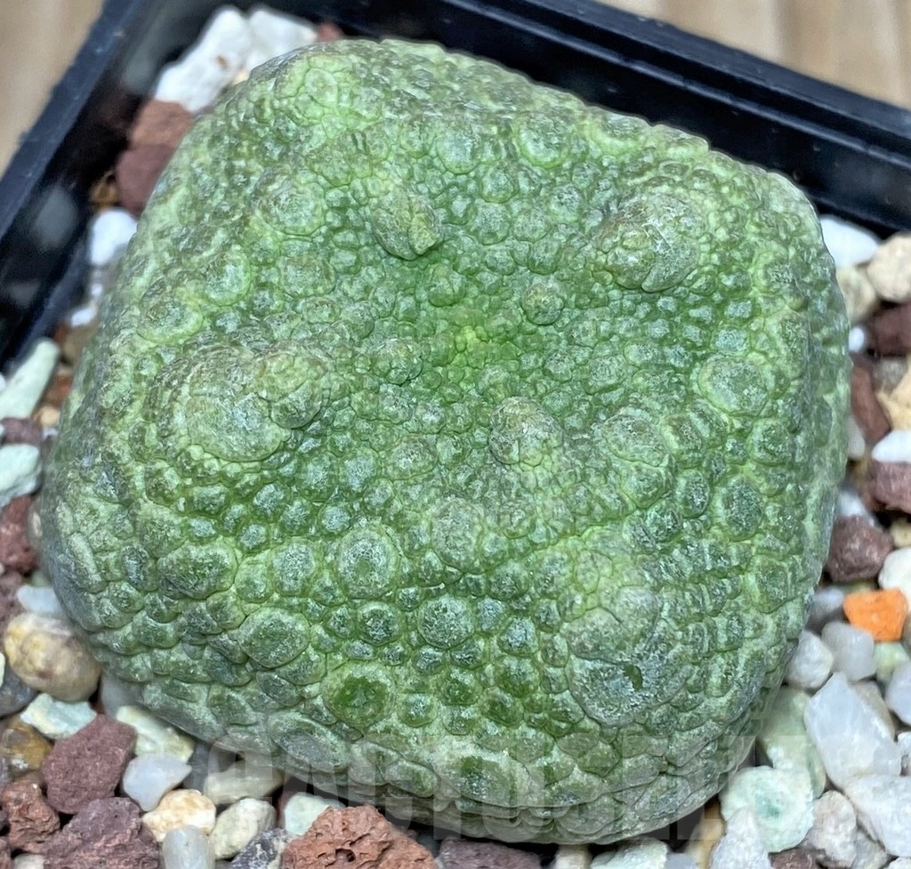 SHPR17407 Pseudolithos cubiformis - Зображення 2