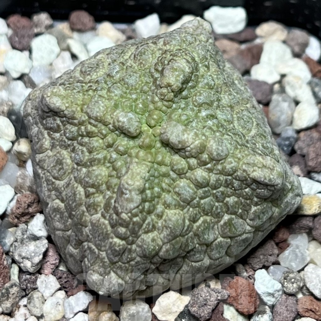 SHPR17346 Pseudolithos cubiformis - Image 2