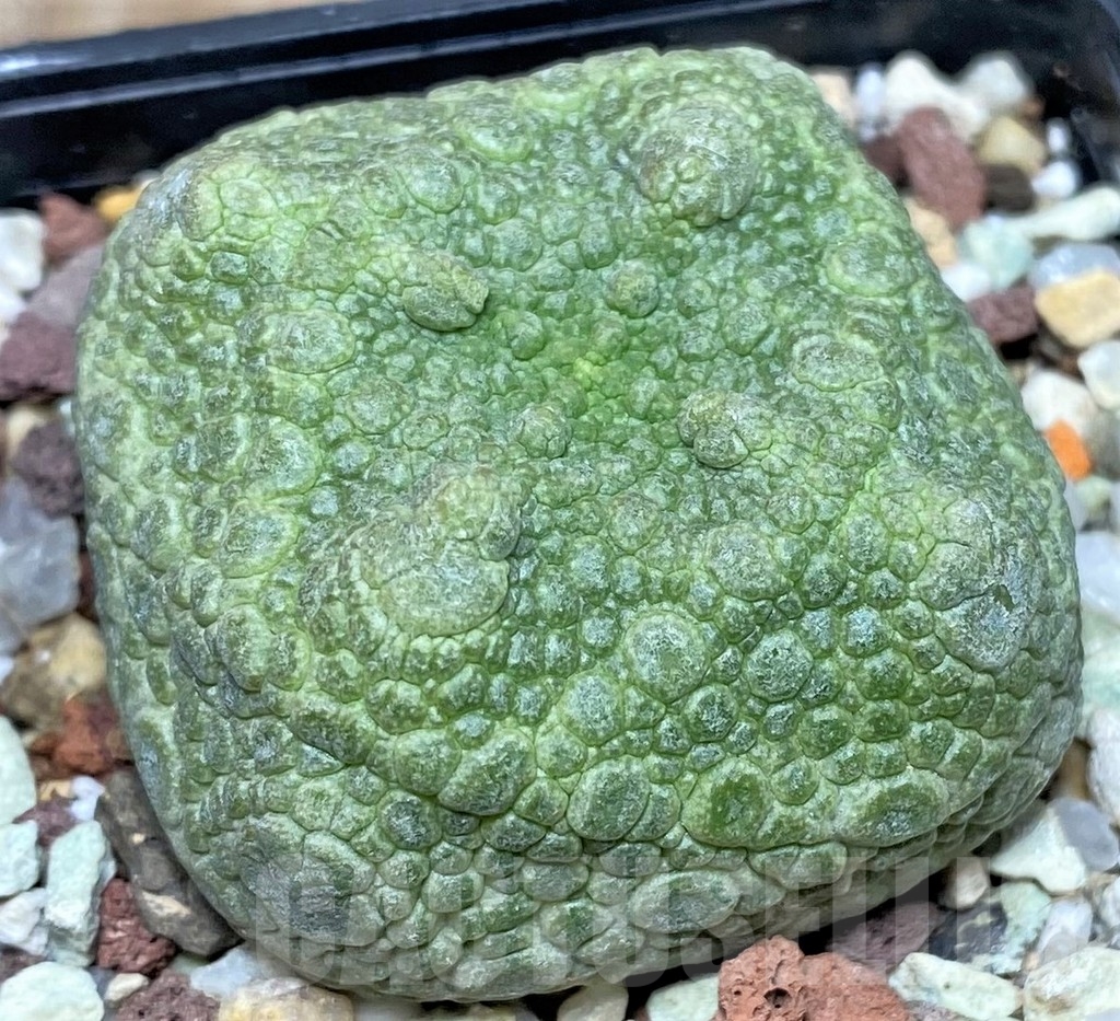 SHPR17407 Pseudolithos cubiformis