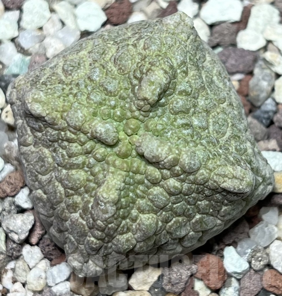 SHPR17346 Pseudolithos cubiformis