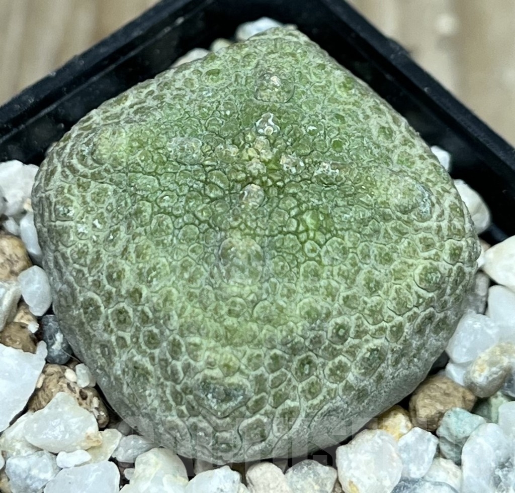 SHPR17348 Pseudolithos cubiformis - Image 2