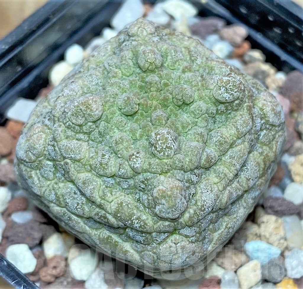 SHPR17409 Pseudolithos cubiformis
