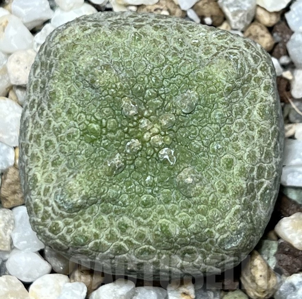 SHPR17348 Pseudolithos cubiformis