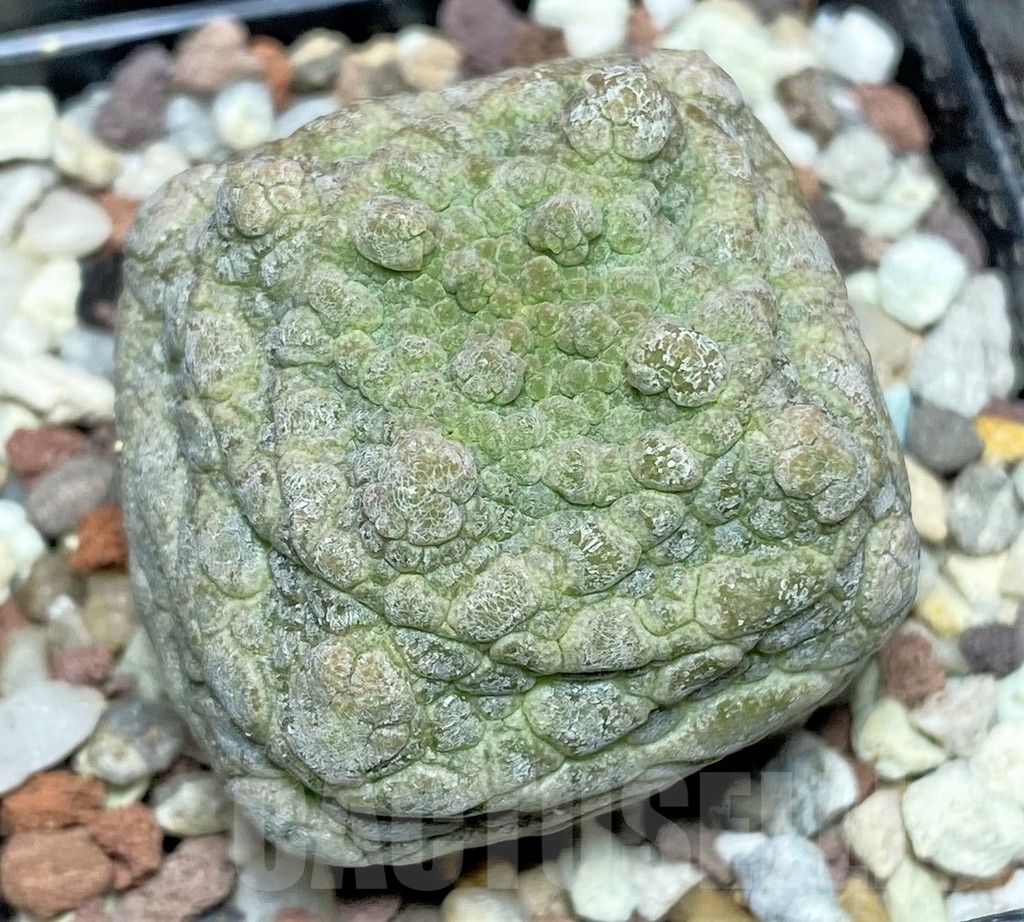SHPR17409 Pseudolithos cubiformis - Зображення 2