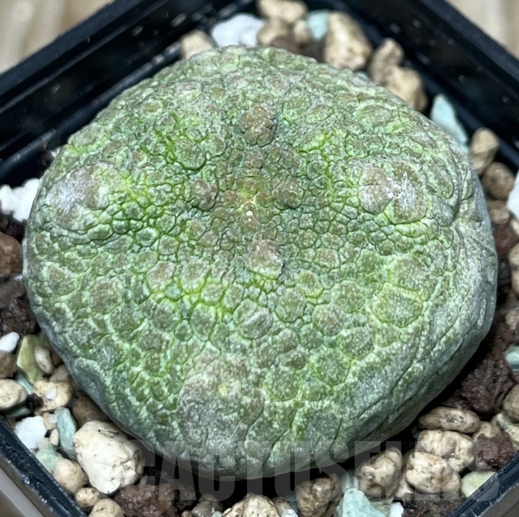 SHPR17349 Pseudolithos cubiformis - Image 2