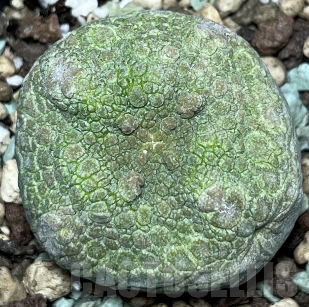 SHPR17349 Pseudolithos cubiformis