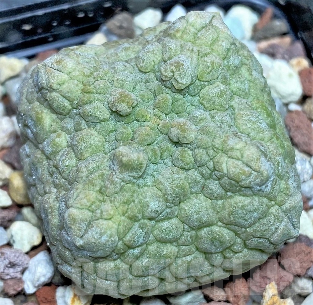 SHPR17410 Pseudolithos cubiformis