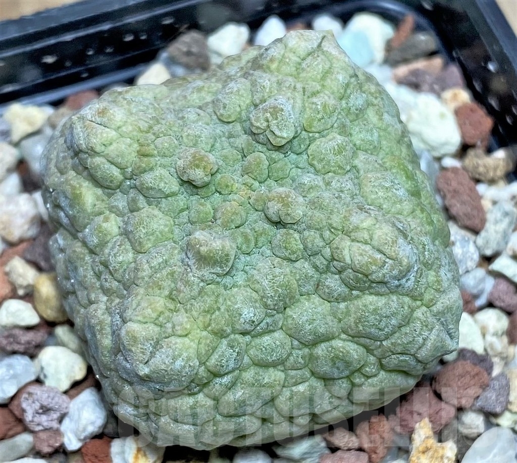 SHPR17410 Pseudolithos cubiformis - Image 2