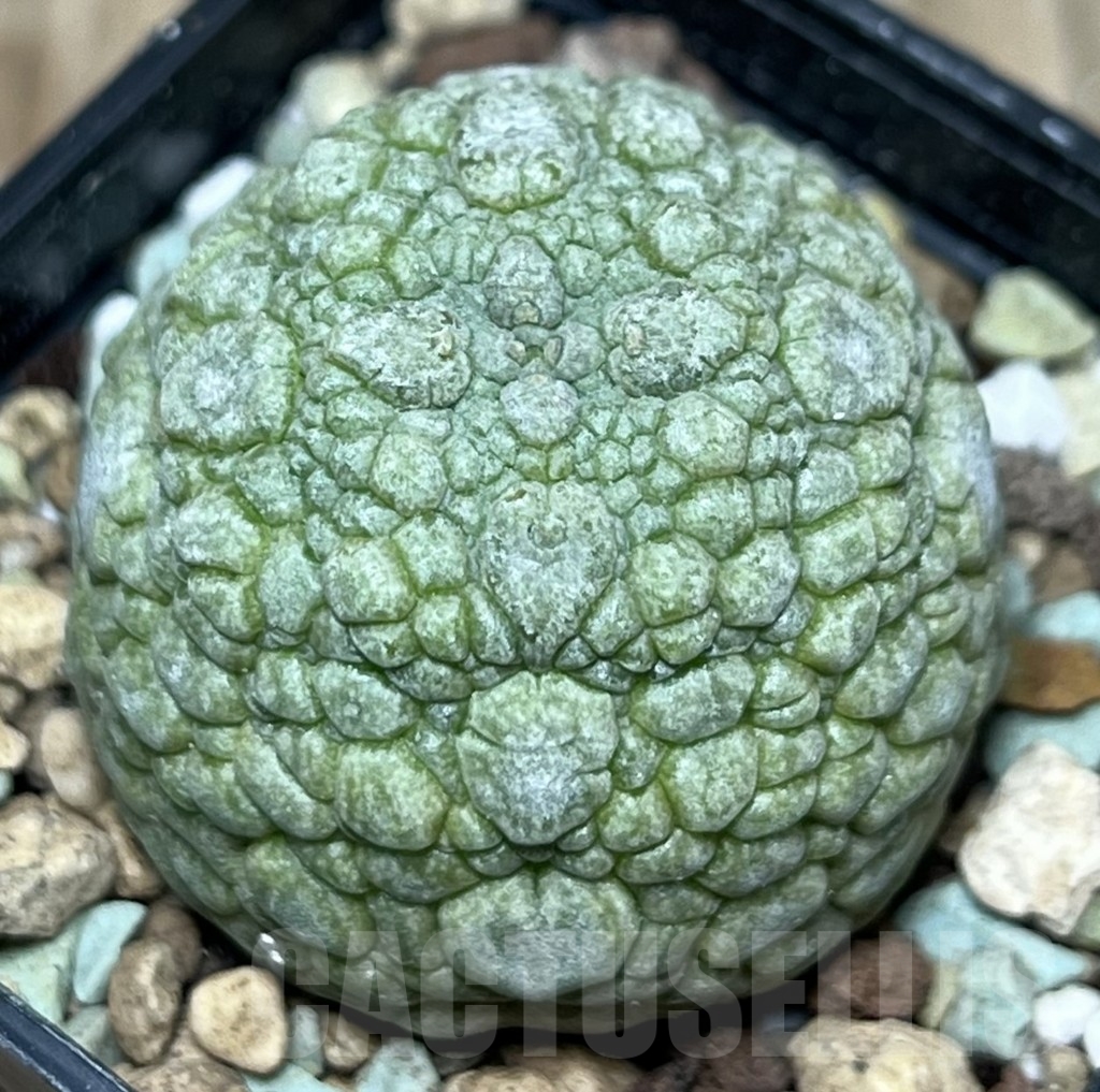 SHPR17353 Pseudolithos migiurtinus - Obrázek 2