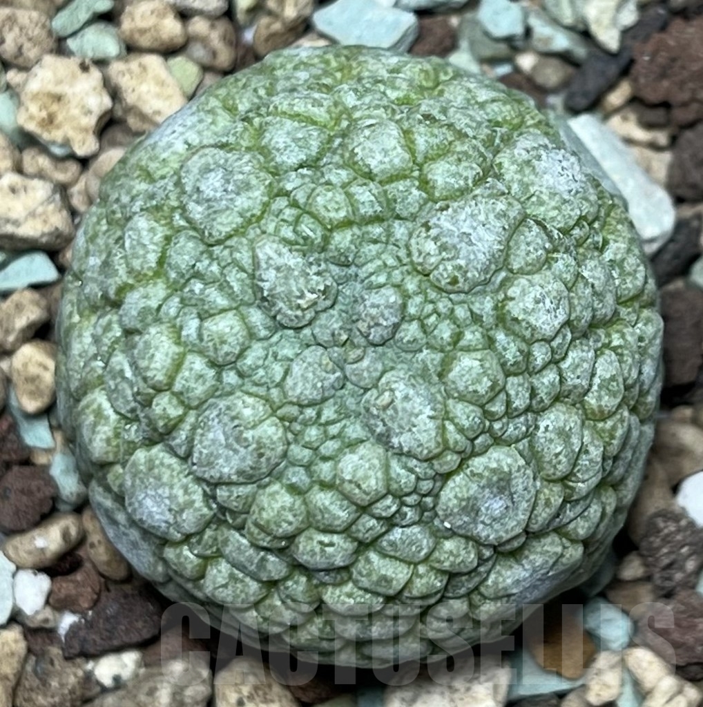 SHPR17353 Pseudolithos migiurtinus