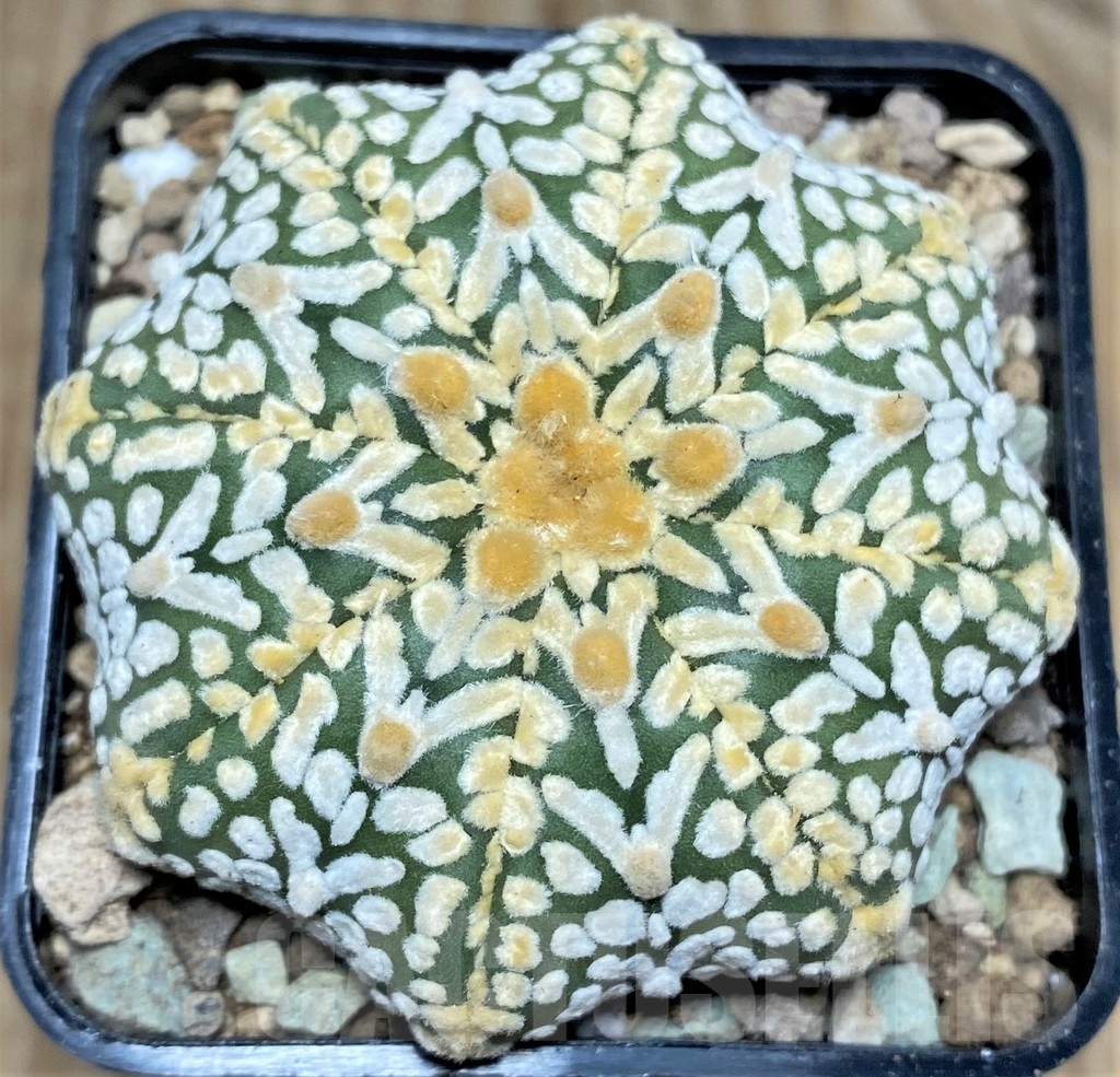 SHPR17417 Astrophytum asterias ‘Super Kabuto Miracle' V-type