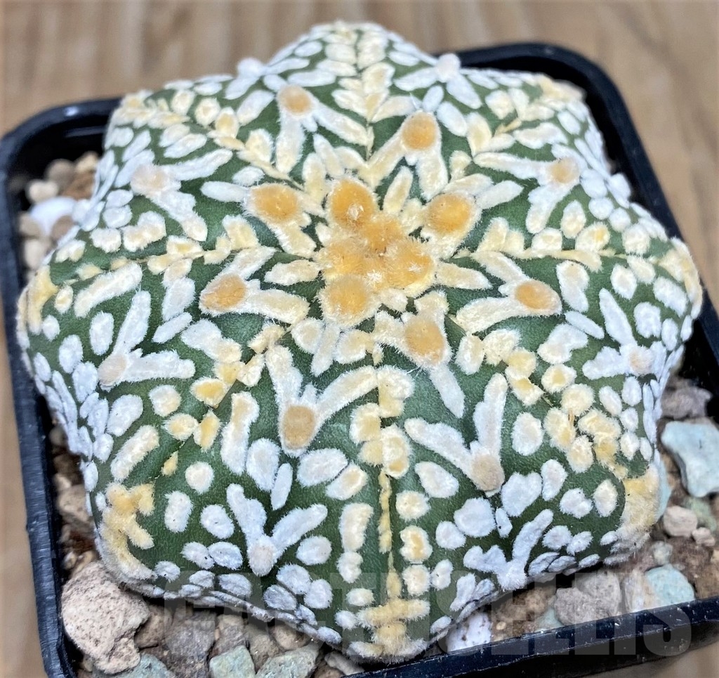 SHPR17417 Astrophytum asterias ‘Super Kabuto Miracle' V-type - Image 2