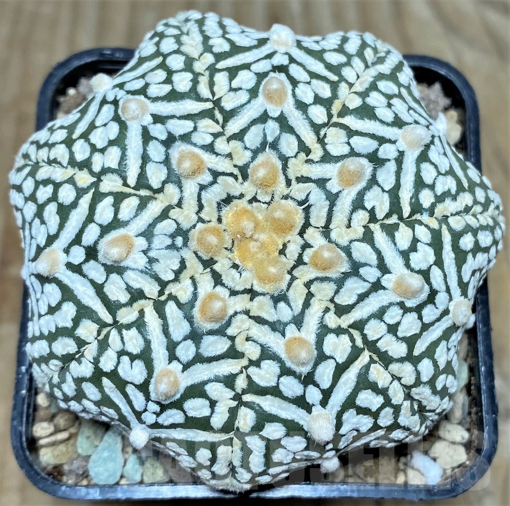 SHPR17418 Astrophytum asterias ‘Super Kabuto Miracle' V-type
