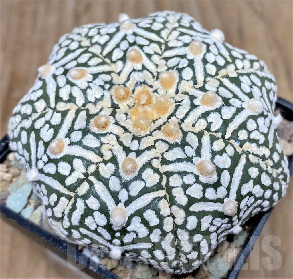 SHPR17418 Astrophytum asterias ‘Super Kabuto Miracle' V-type - Imagen 2