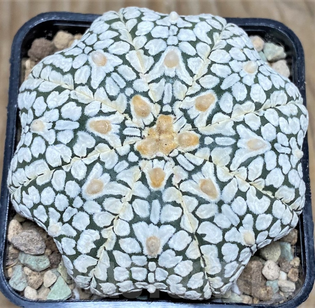SHPR17419 Astrophytum asterias ‘Super Kabuto Miracle' V-type