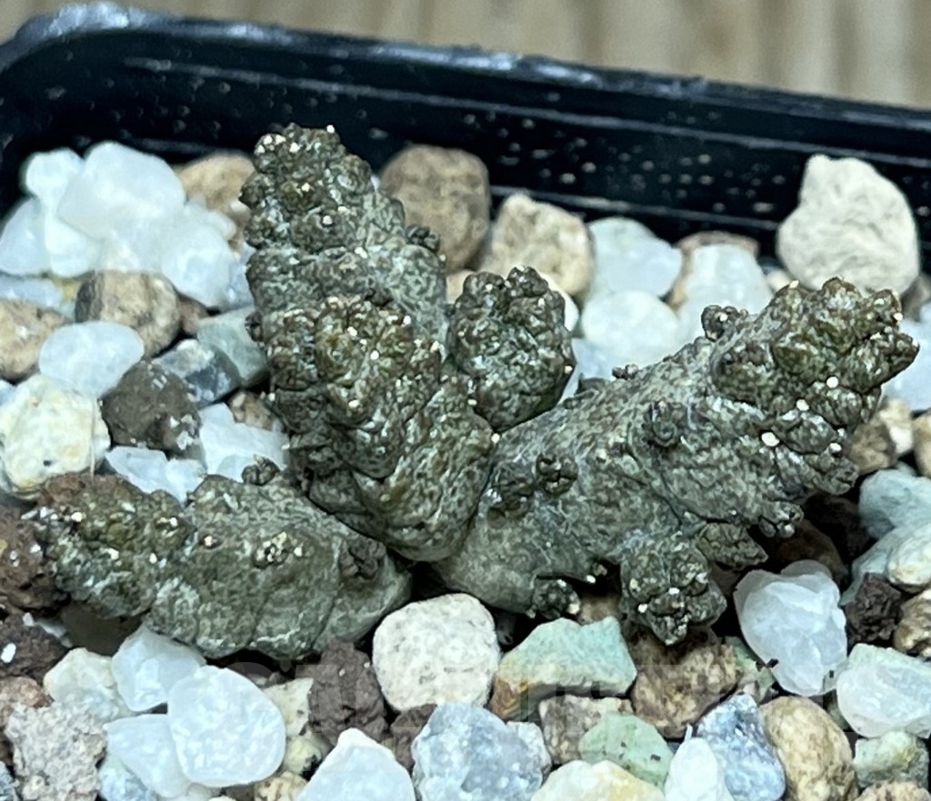SHPR17358 Pseudolithos mccoyi - Imagen 2