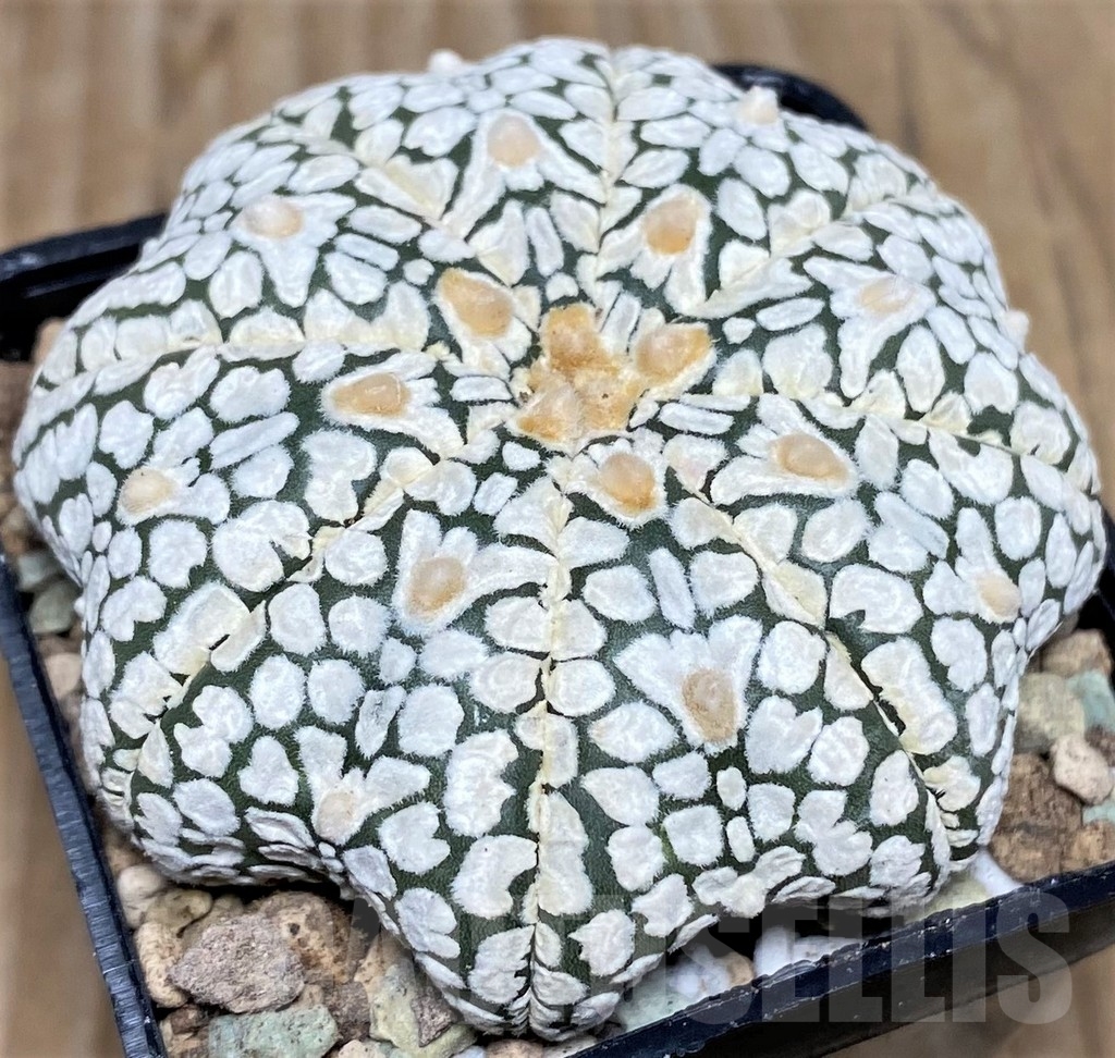 SHPR17419 Astrophytum asterias ‘Super Kabuto Miracle' V-type - Image 2