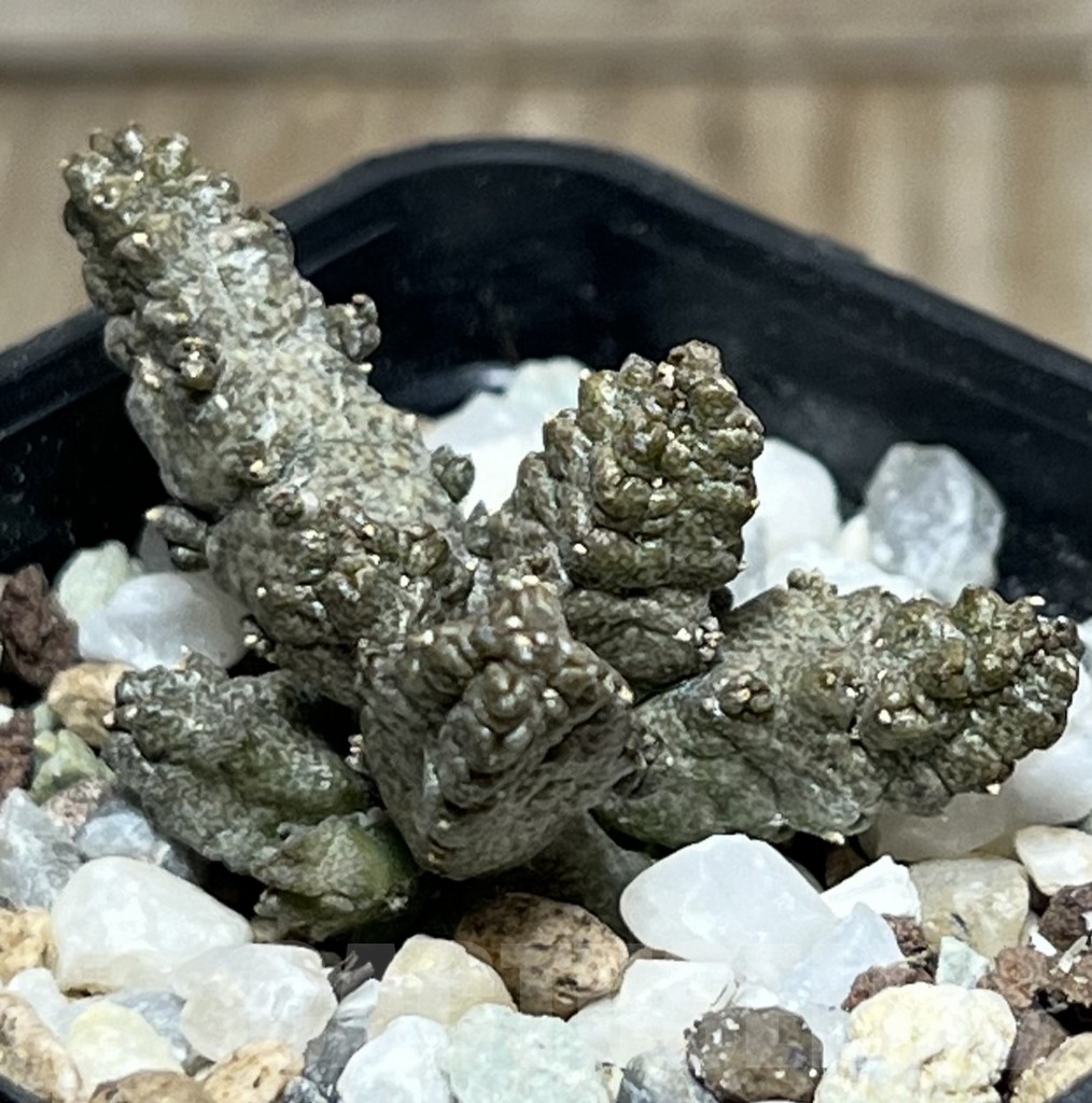SHPR17358 Pseudolithos mccoyi
