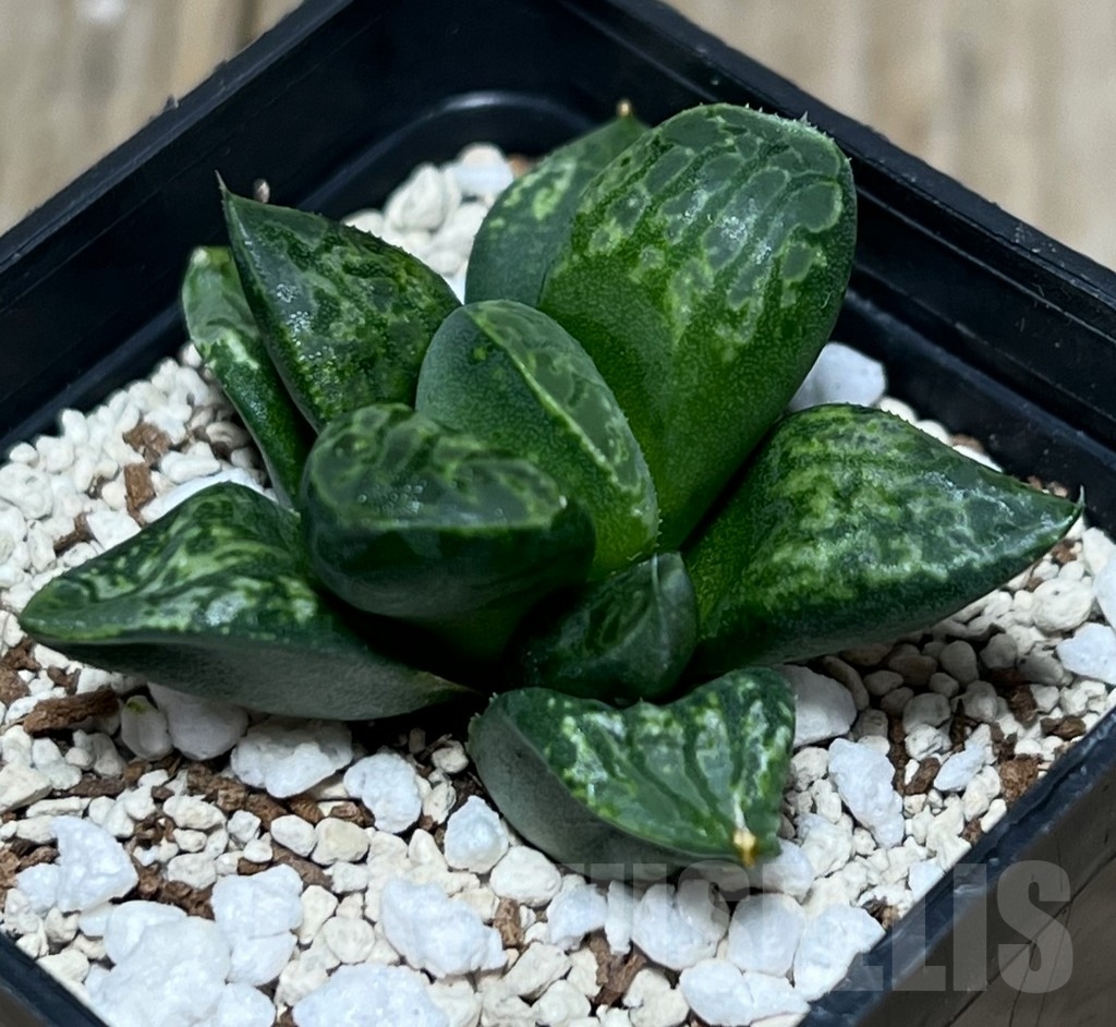 SHPR17565 Haworthia magnifica splendens ‘Kamen Butokai’