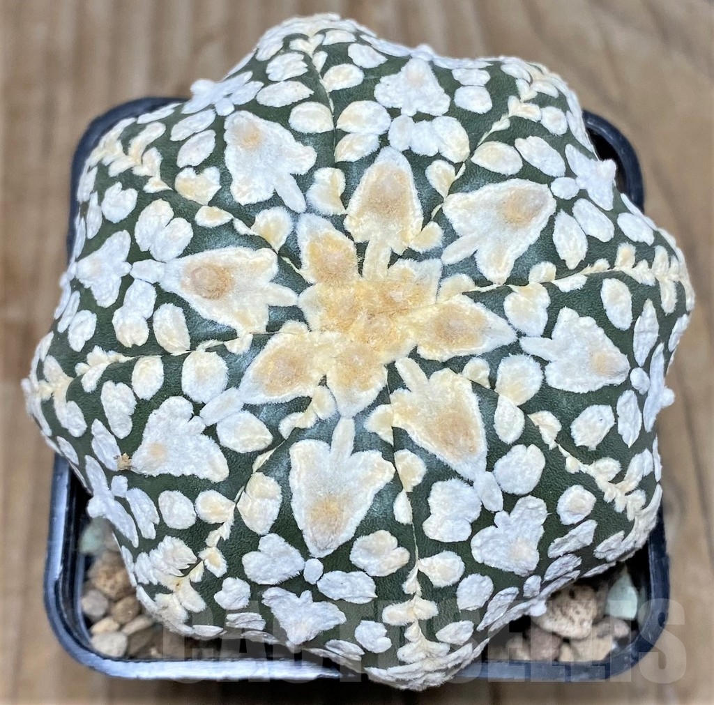 SHPR17421 Astrophytum asterias ‘Super Kabuto Miracle' V-type
