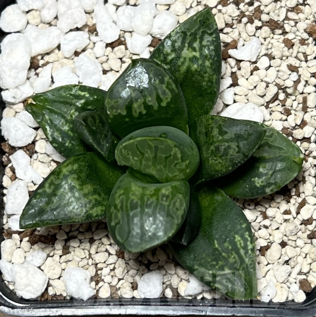 SHPR17565 Haworthia magnifica splendens ‘Kamen Butokai’ - Image 2