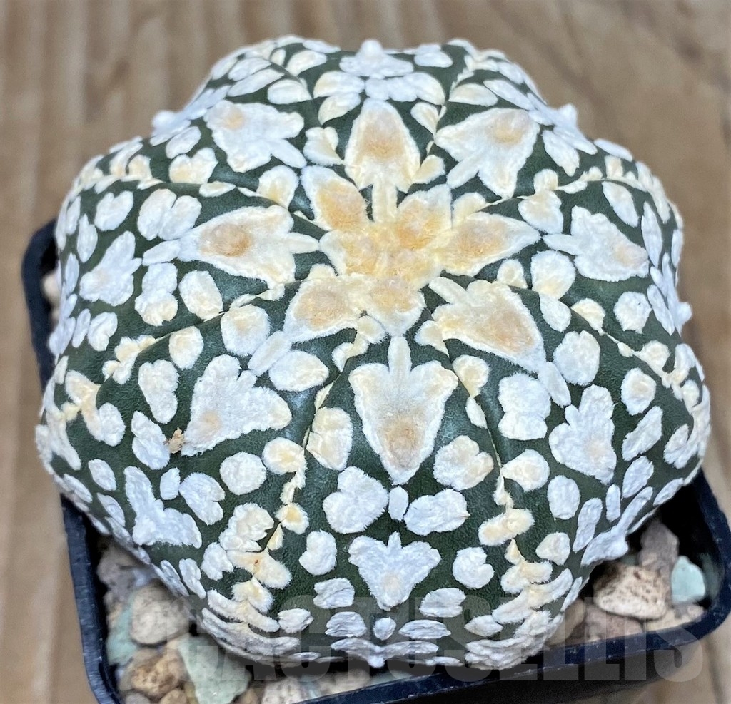 SHPR17421 Astrophytum asterias ‘Super Kabuto Miracle' V-type - Зображення 2