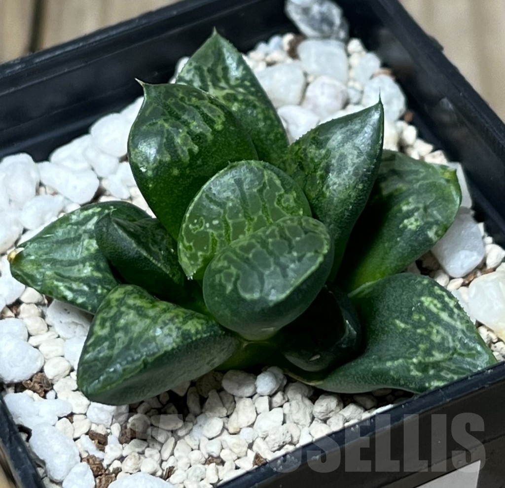SHPR17565 Haworthia magnifica splendens ‘Kamen Butokai’ - Image 3