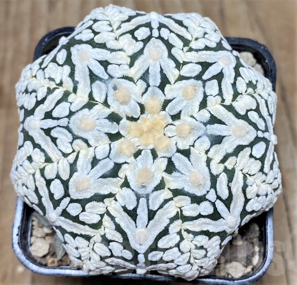 SHPR17424 Astrophytum asterias ‘Super Kabuto Miracle' V-type