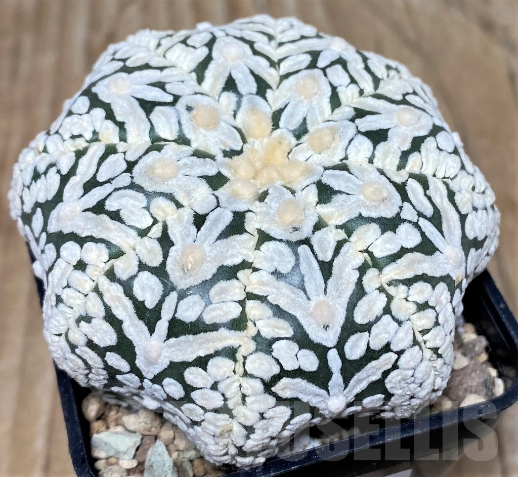 SHPR17424 Astrophytum asterias ‘Super Kabuto Miracle' V-type - Image 2