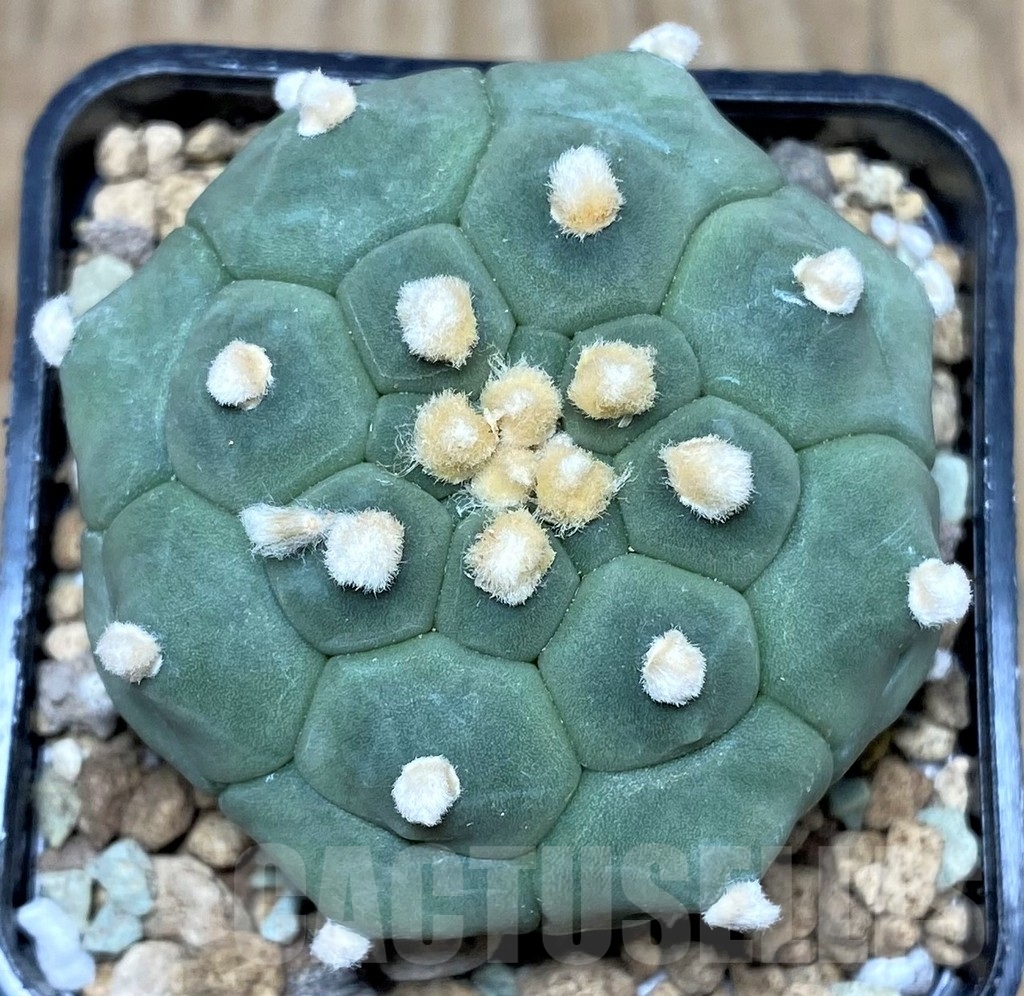 SHPR17426 Astrophytum asterias ‘Kikko'