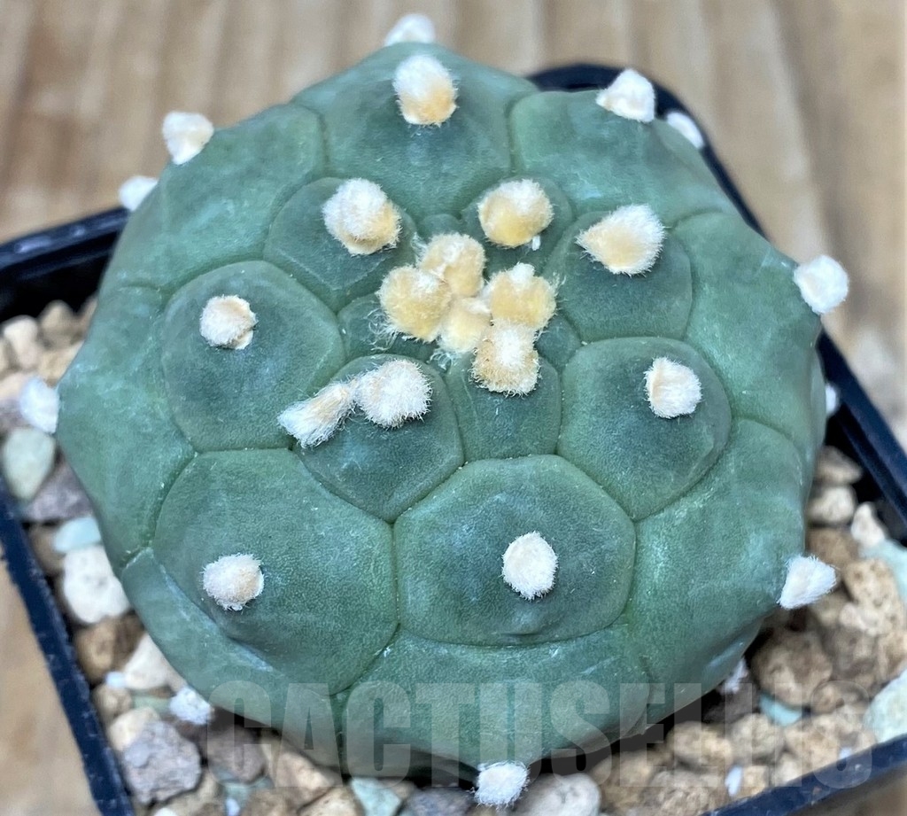 SHPR17426 Astrophytum asterias ‘Kikko' - Image 2