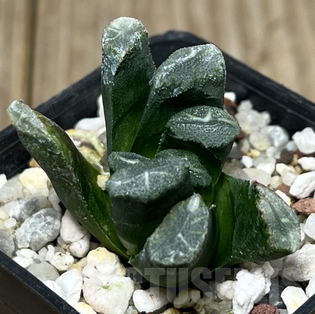 SHPR17569 Haworthia maughanii hybrid