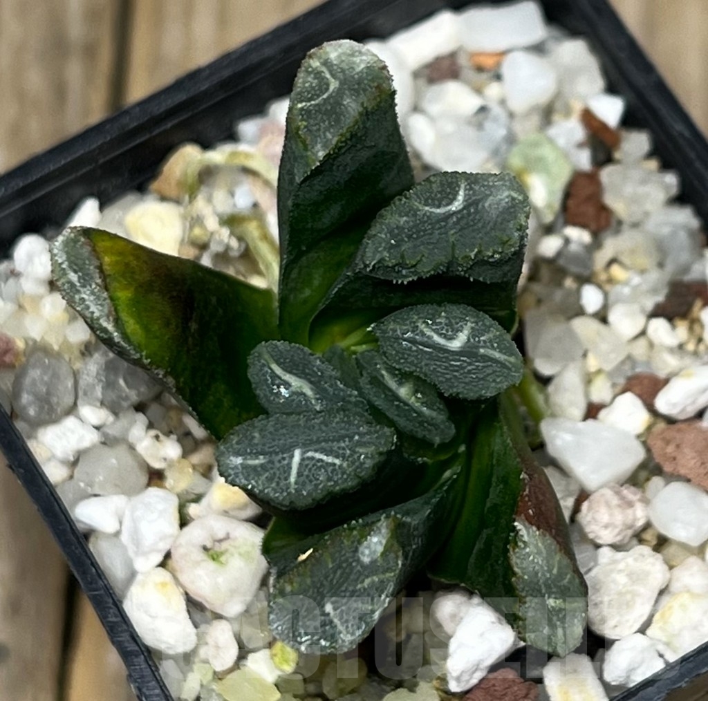SHPR17569 Haworthia maughanii hybrid - Image 2