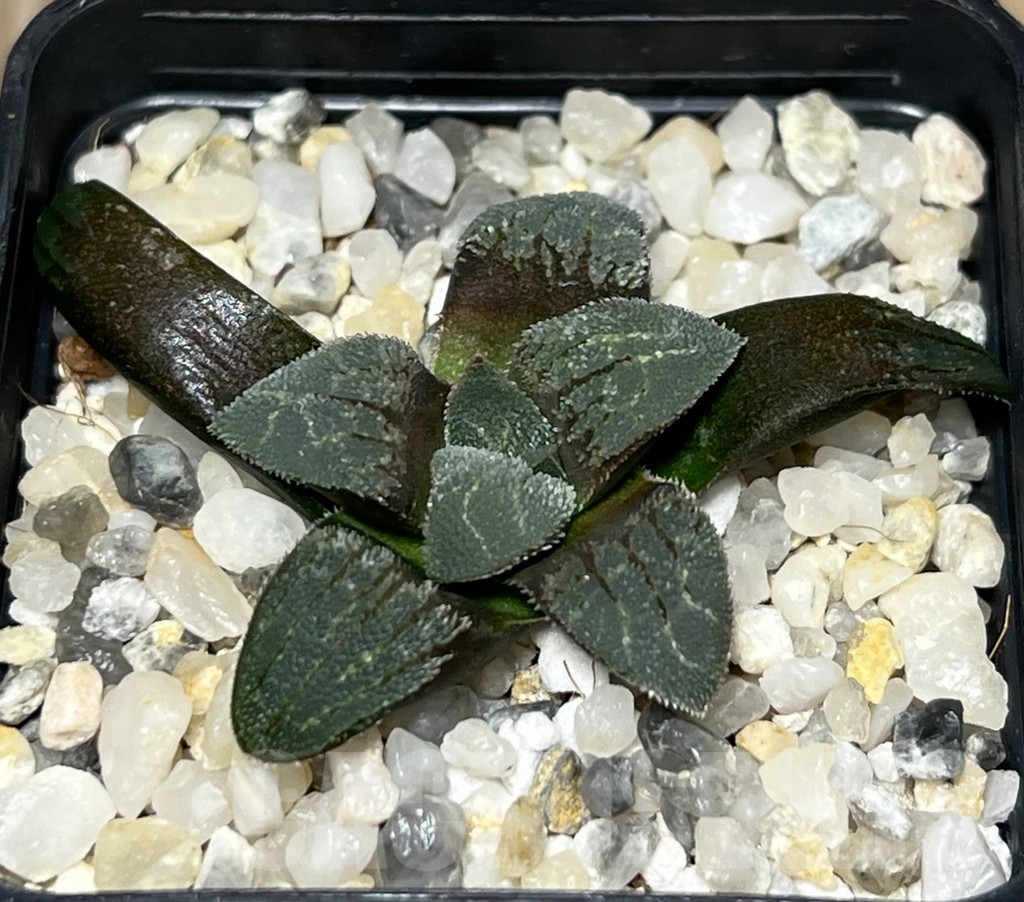 SHPR17570 Haworthia bayeri x pygmaea ‘Christallina’