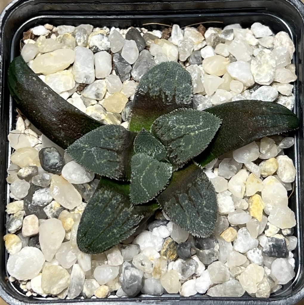 SHPR17570 Haworthia bayeri x pygmaea ‘Christallina’ - Image 2