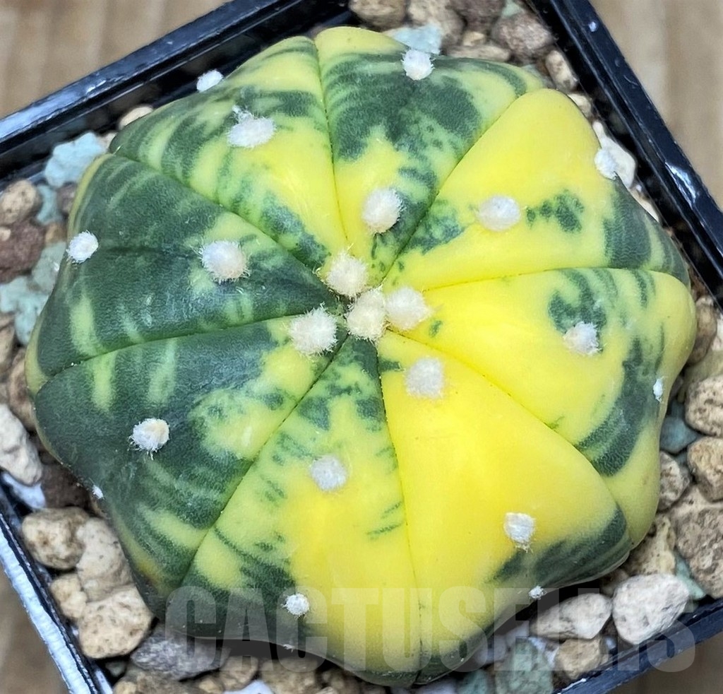 SHPR17431 Astrophytum asterias ‘Miracle' f. variegata
