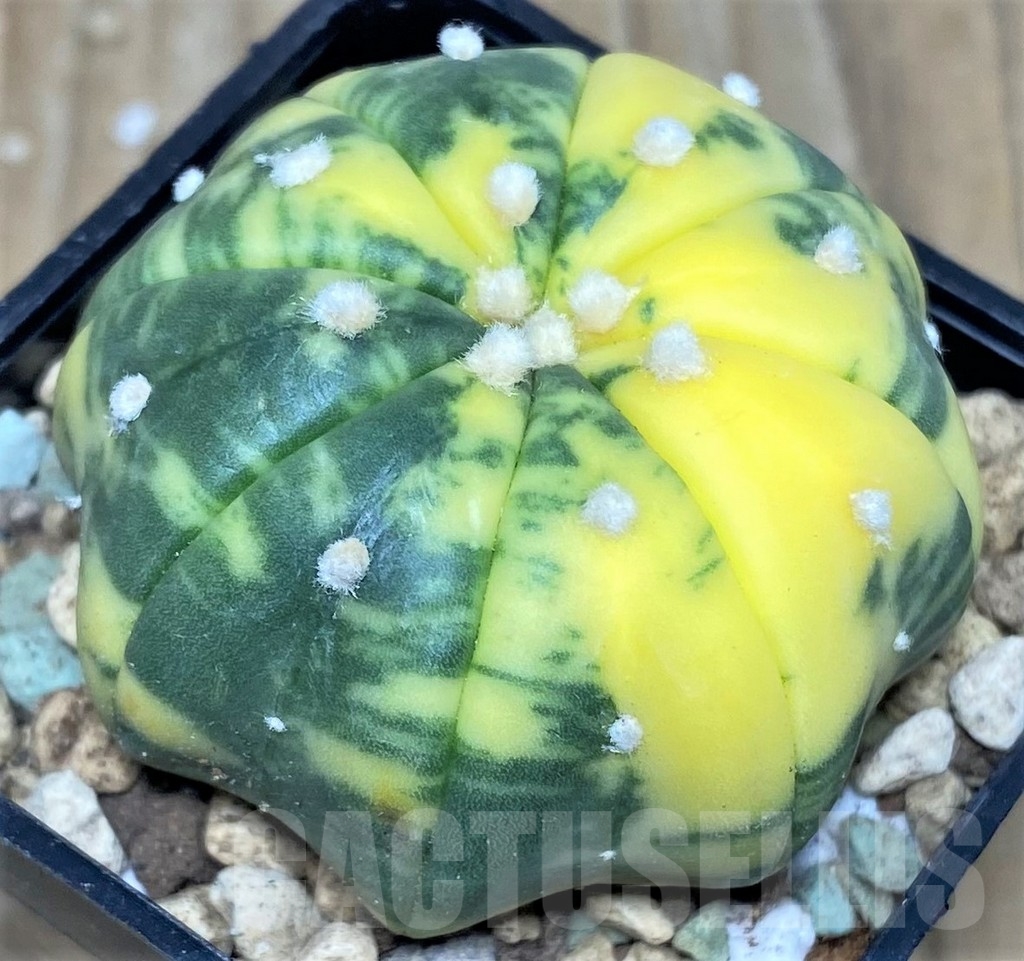 SHPR17431 Astrophytum asterias ‘Miracle' f. variegata - Image 2