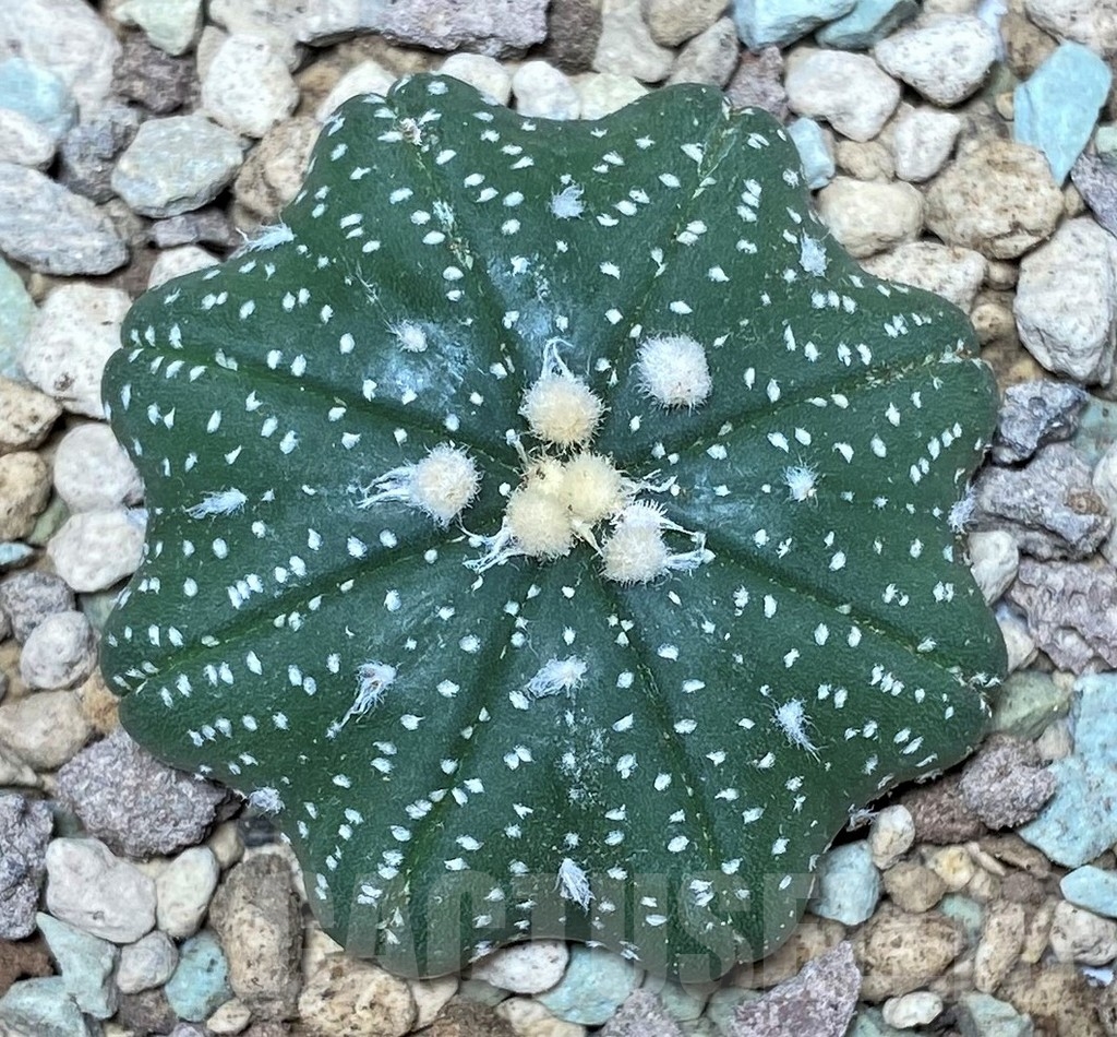SHPR17432 Astrophytum asterias ‘Miracle' - Image 2
