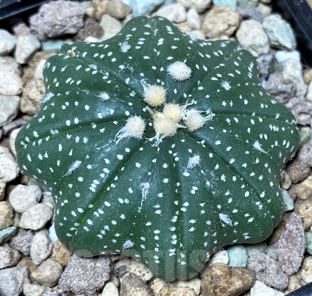 SHPR17432 Astrophytum asterias ‘Miracle'