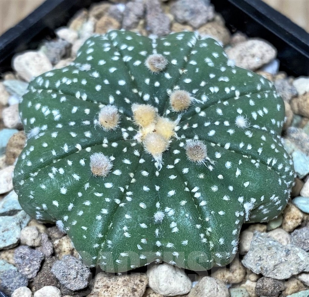 SHPR17434 Astrophytum asterias ‘Miracle' - Image 2