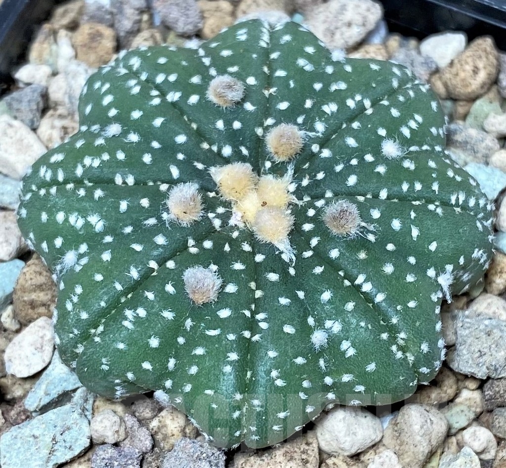 SHPR17434 Astrophytum asterias ‘Miracle'