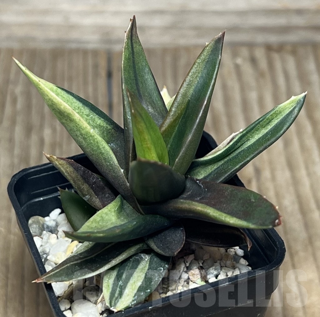 SHPR17574 Alworthia ‘Black gem’ f. variegata