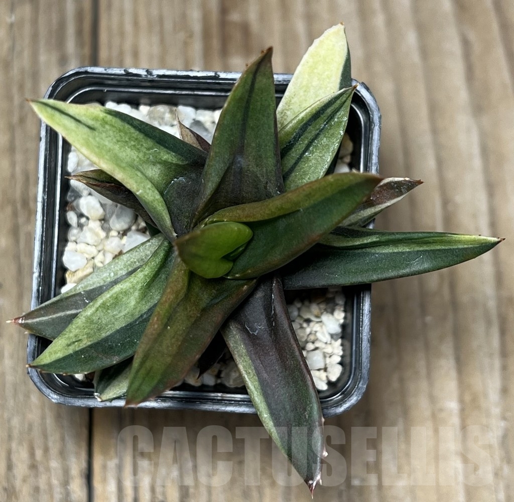 SHPR17574 Alworthia ‘Black gem’ f. variegata - Imagen 2