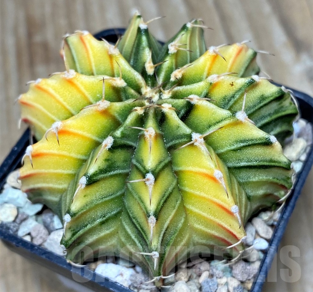 SHPR17437 Gymnocalycium friedrichii 'Agua Dulce' f. variegata