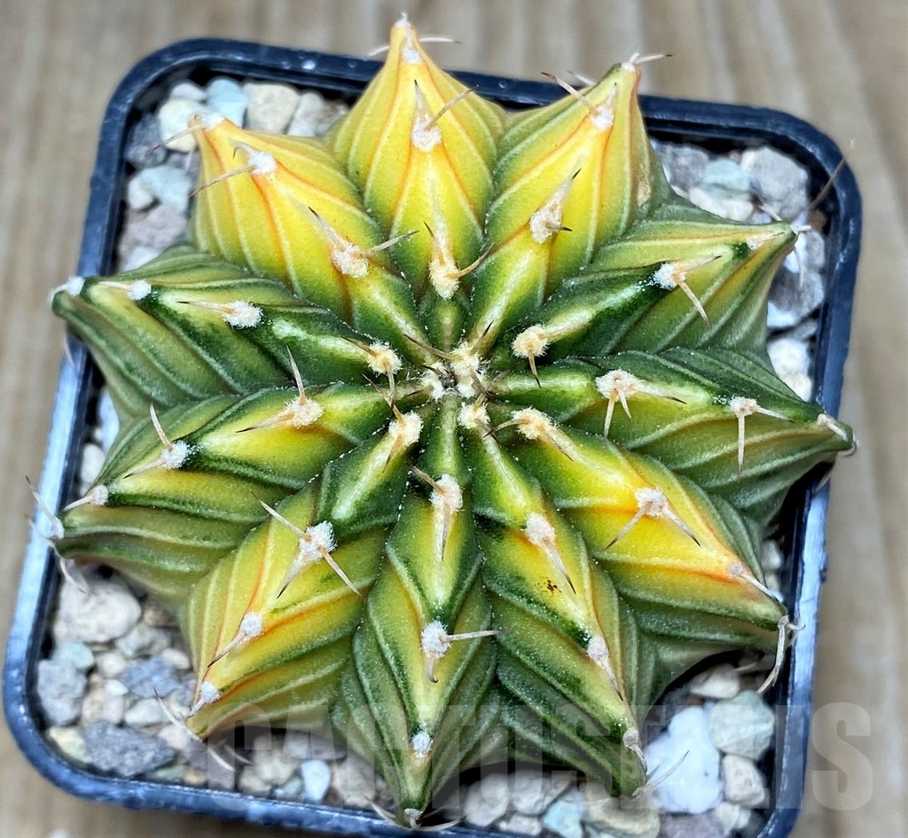 SHPR17437 Gymnocalycium friedrichii 'Agua Dulce' f. variegata - immagine 2