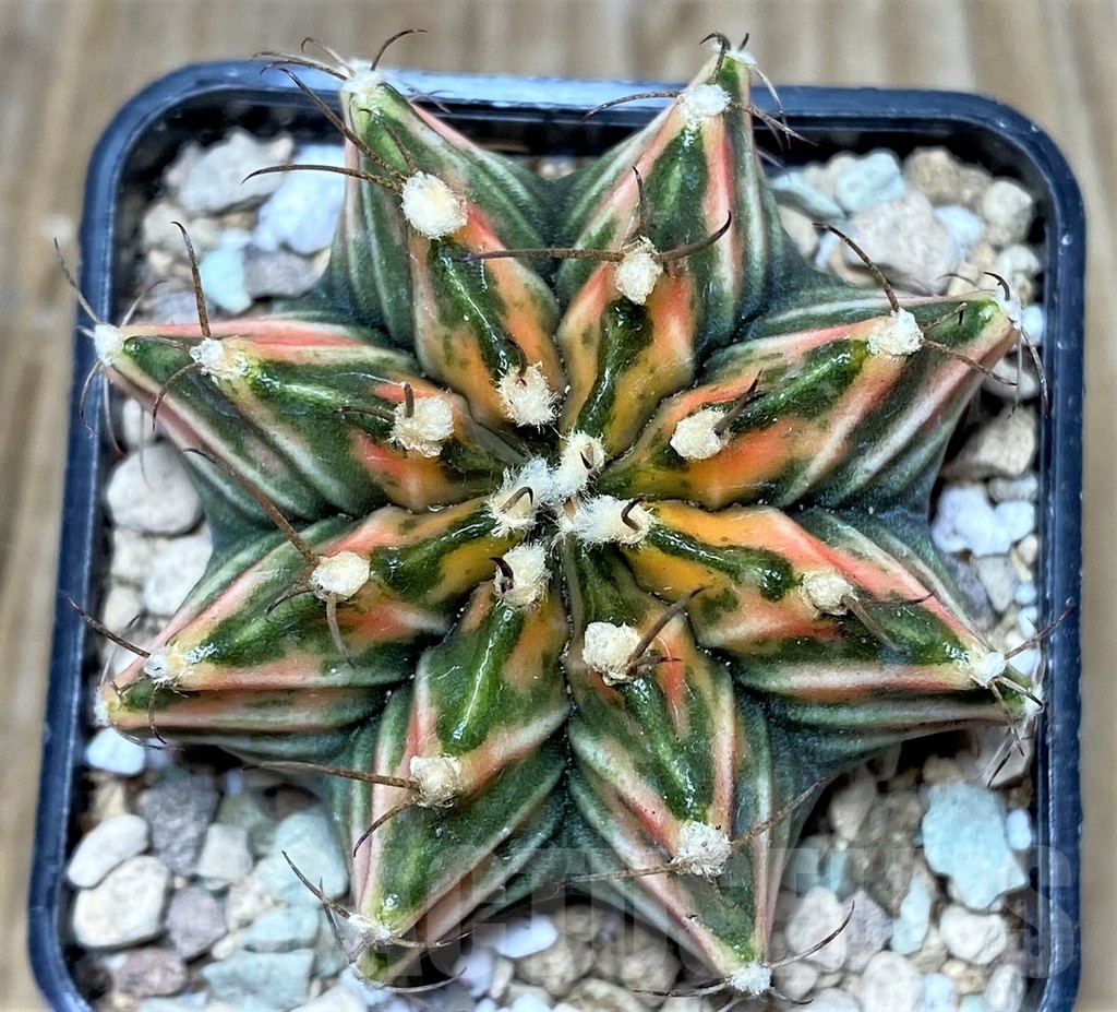 SHPR17438 Gymnocalycium friedrichii 'Agua Dulce' f. variegata - immagine 2