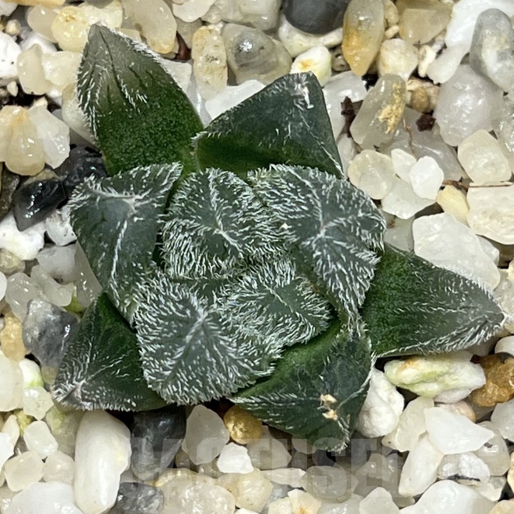 SHPR17576 Haworthia cooperi v. venusta - Image 2